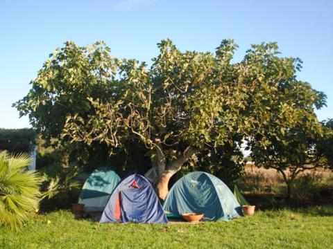 tälta under ett fikonträd