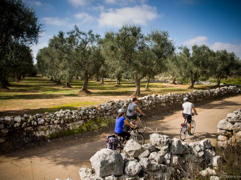 Cycle tour with expert guides